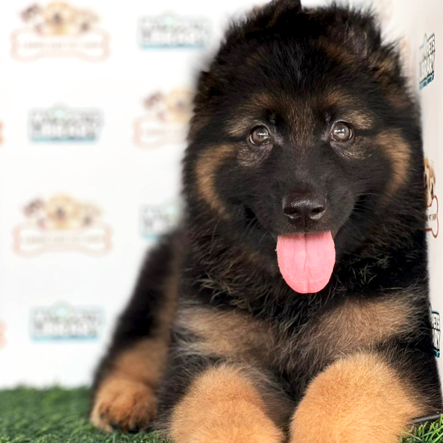 German Shepherd Puppy