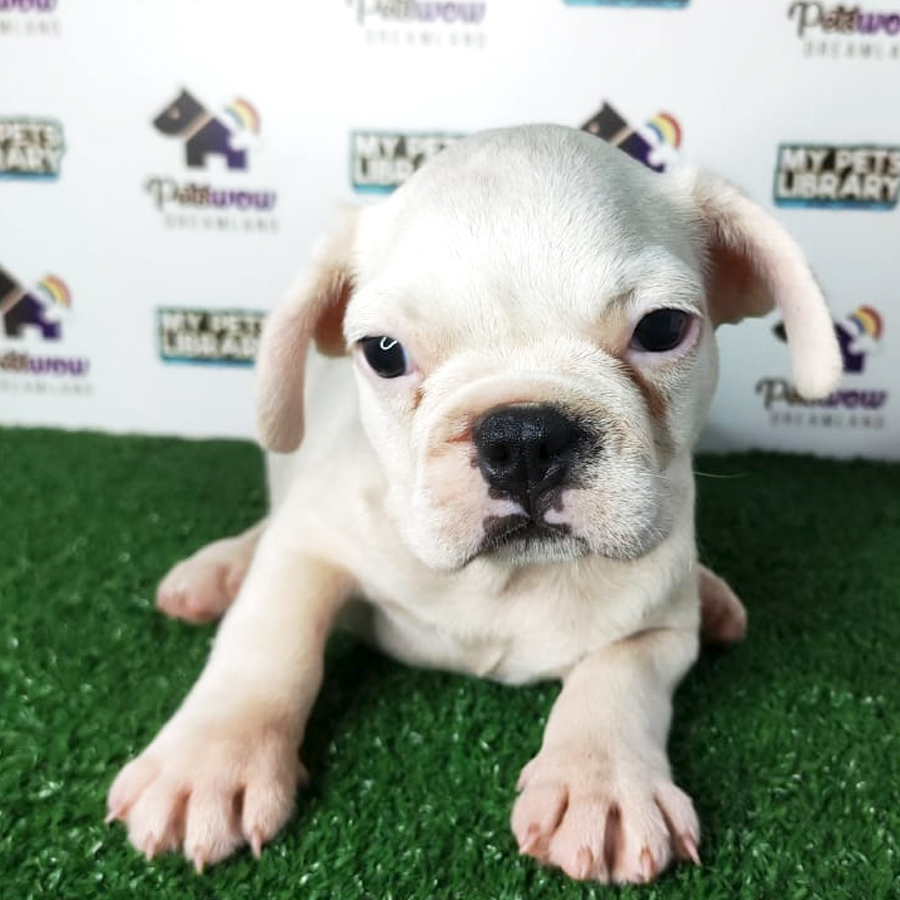 French Bulldog Puppy