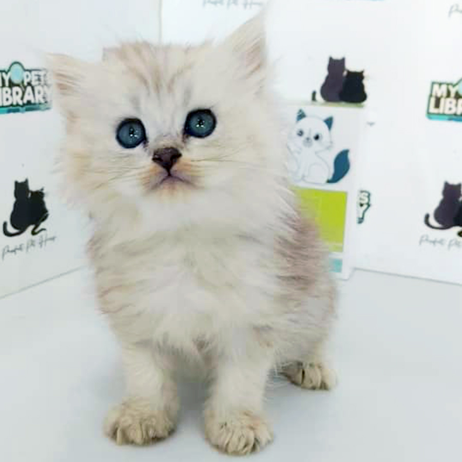 British Longhair Kitten