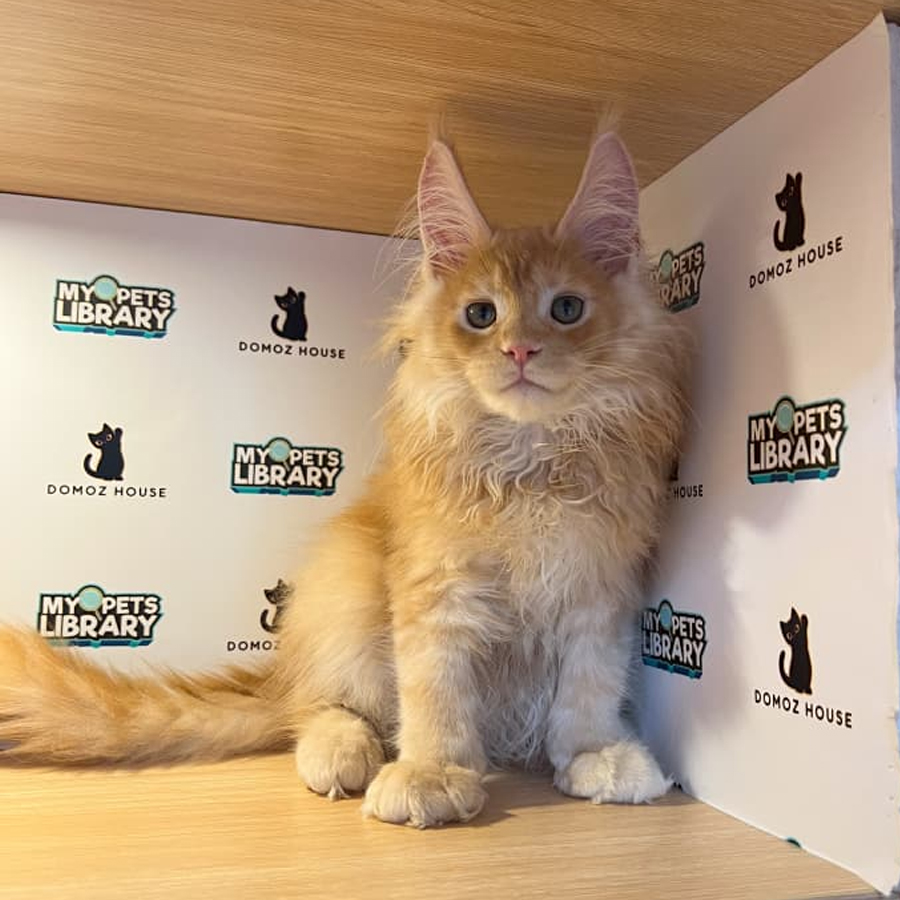 Maine Coon Kitten