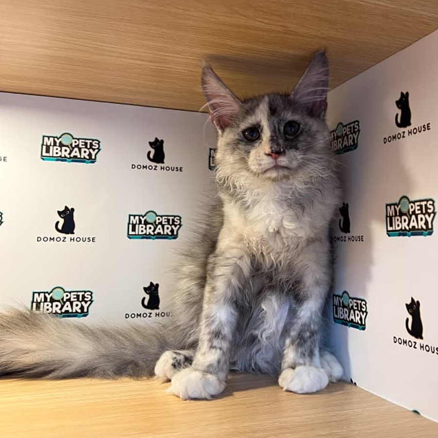 Maine Coon Kitten