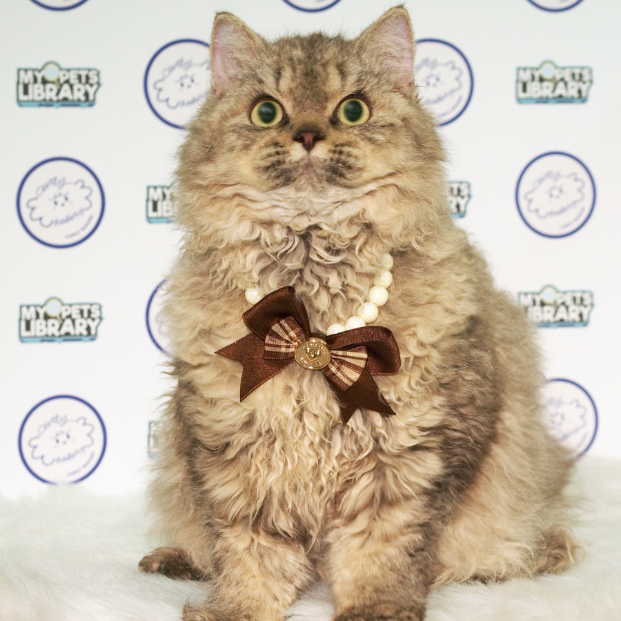Longhair Selkirk Rex Kitten