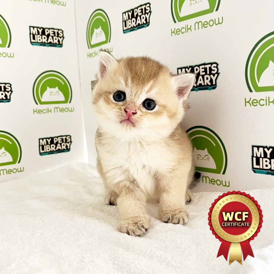WCF British Shorthair Kitten