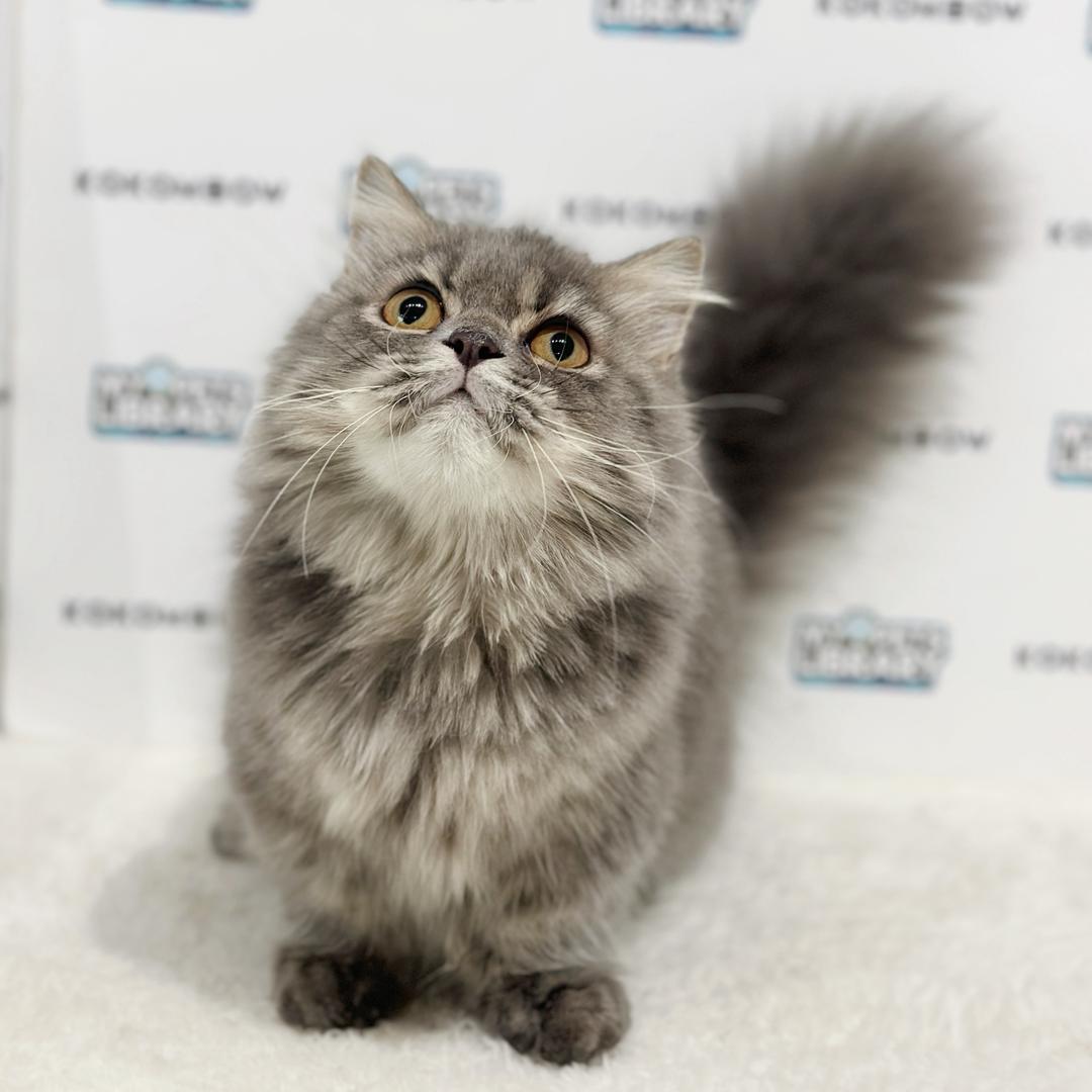 Super Short Minuet Napoleon Kitten