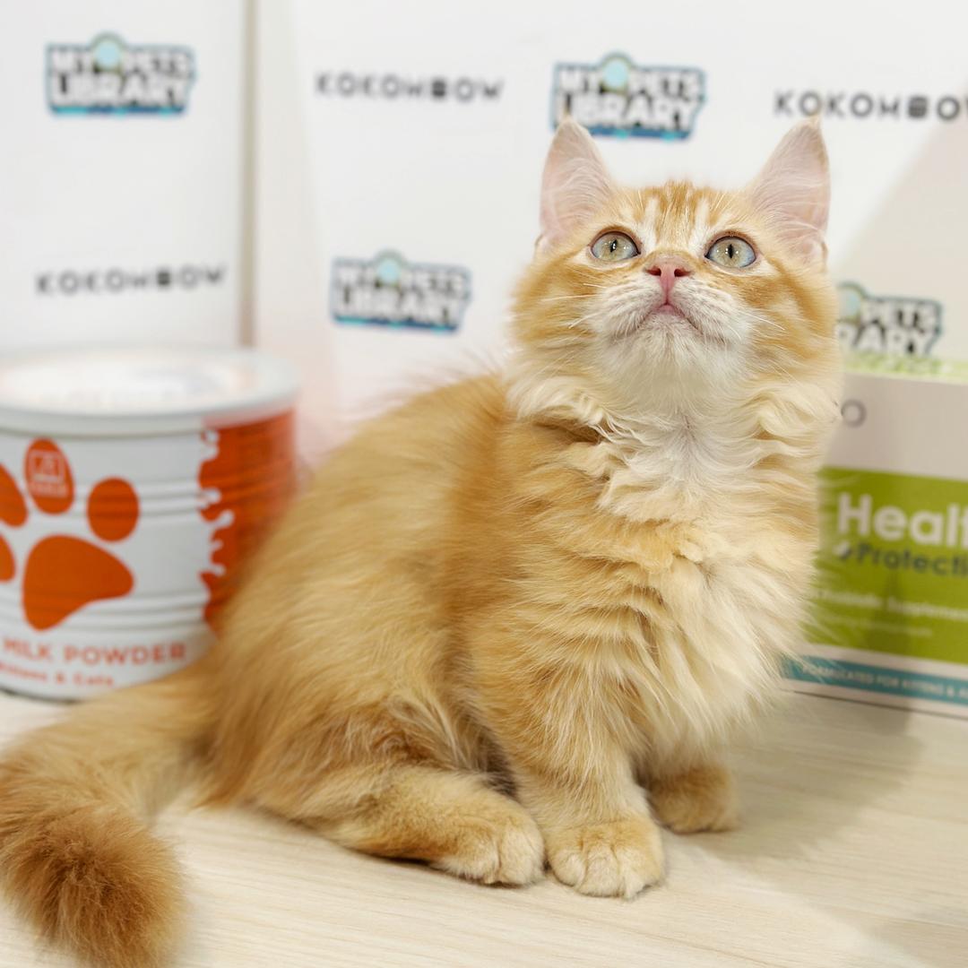 Super Short Munchkin British Longhair Kitten