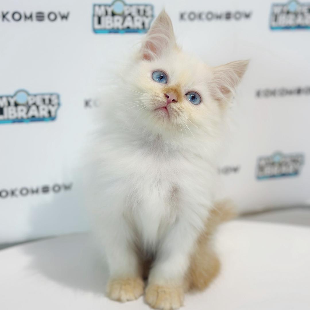 Turkish Angora Persian Kitten