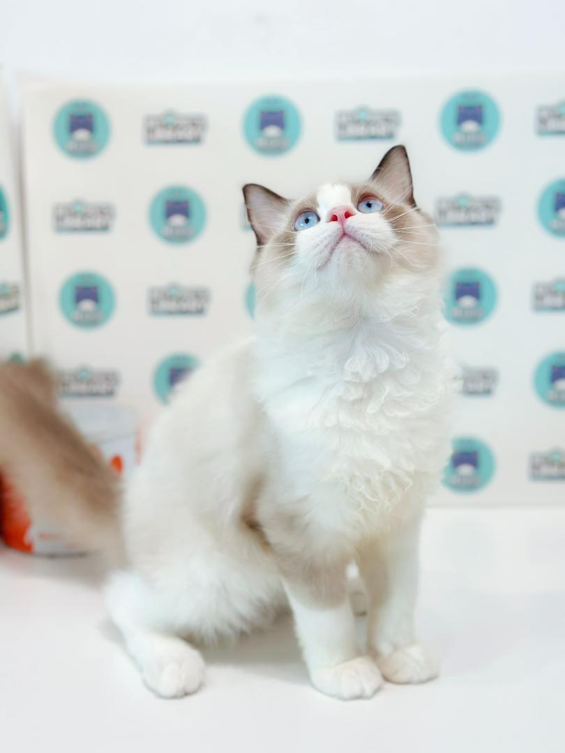 Ragdoll Kitten