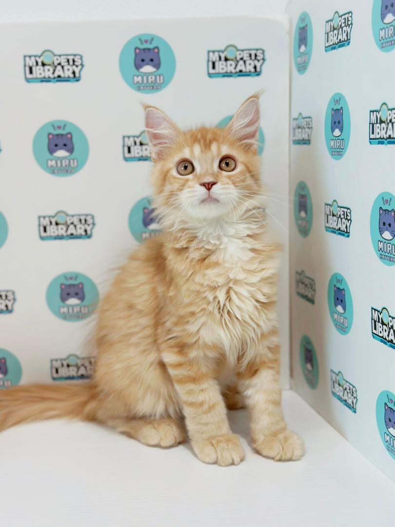 Maine Coon Persian Kitten