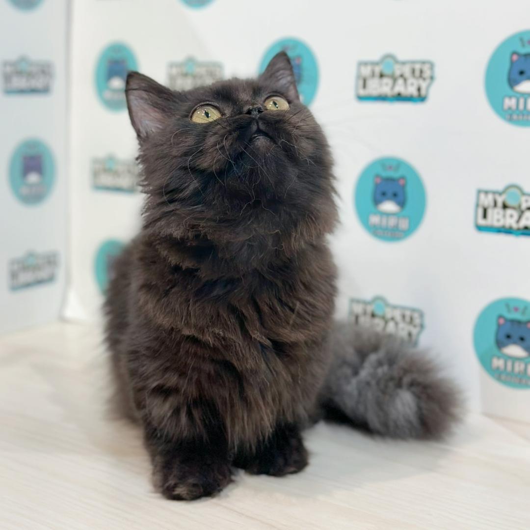 Super Short Minuet Napoleon Kitten