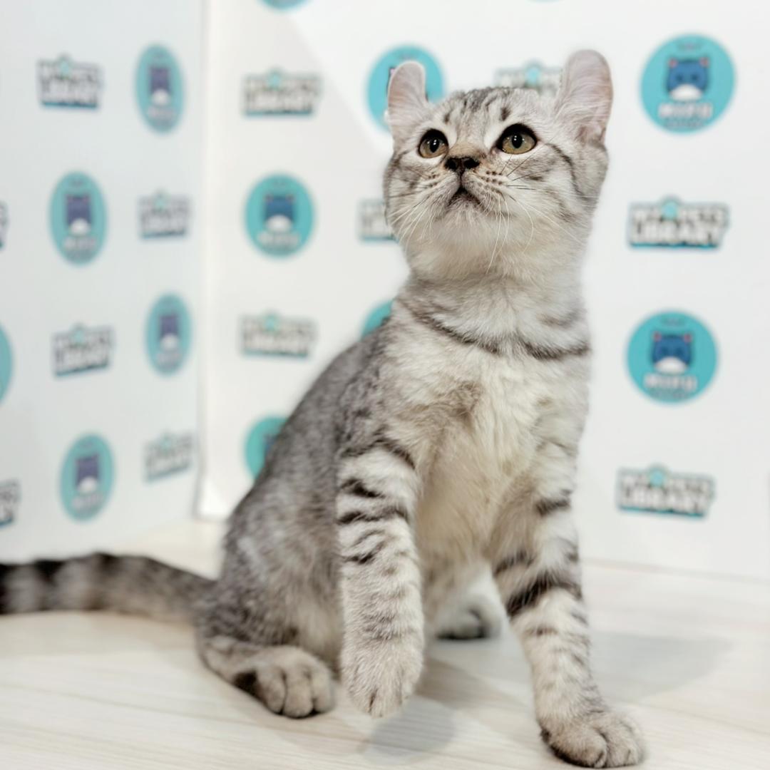 American Curl Kitten