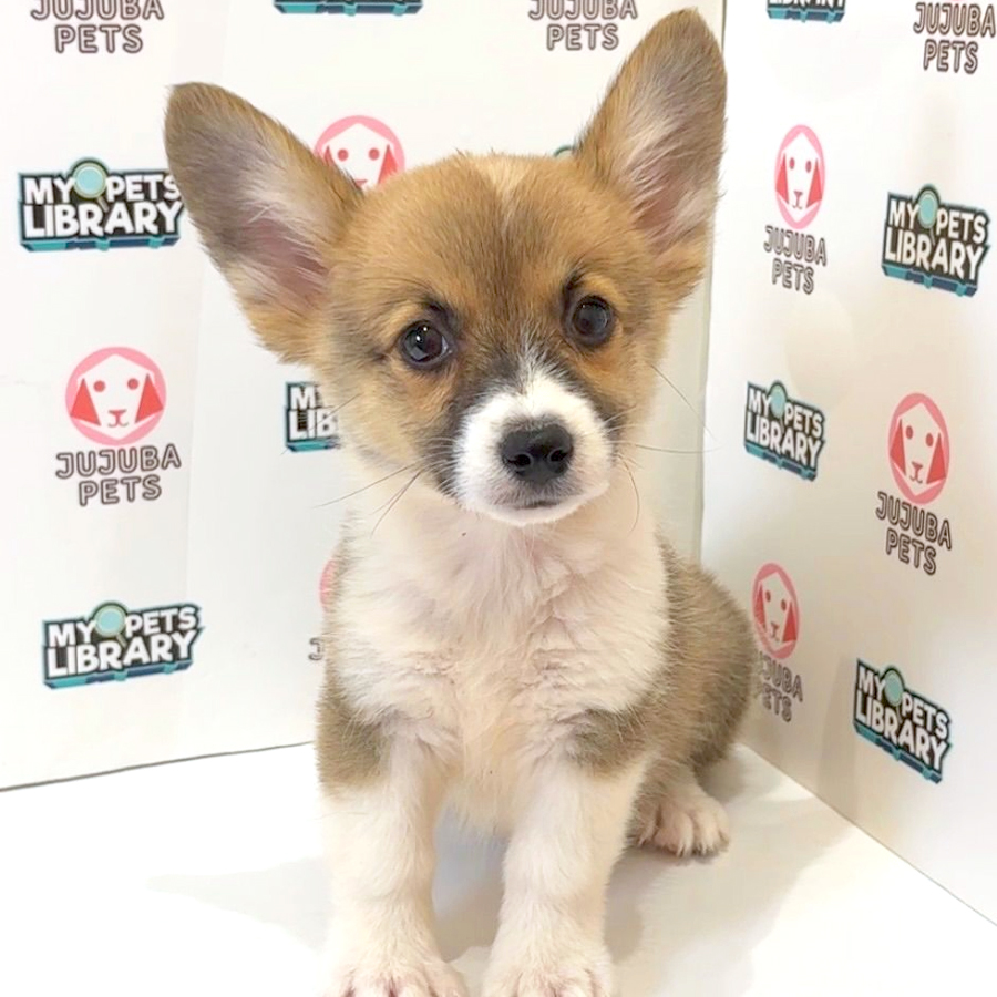 Welsh Corgi Puppy