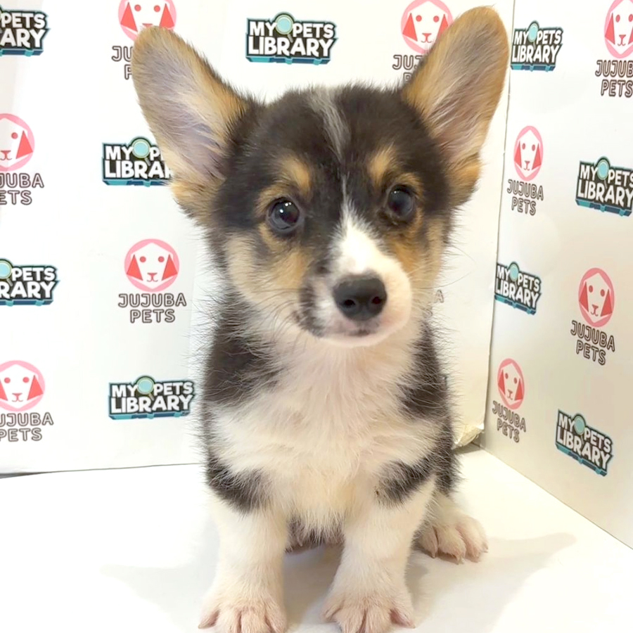 Welsh Corgi Puppy