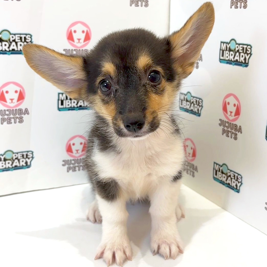 Welsh Corgi Puppy