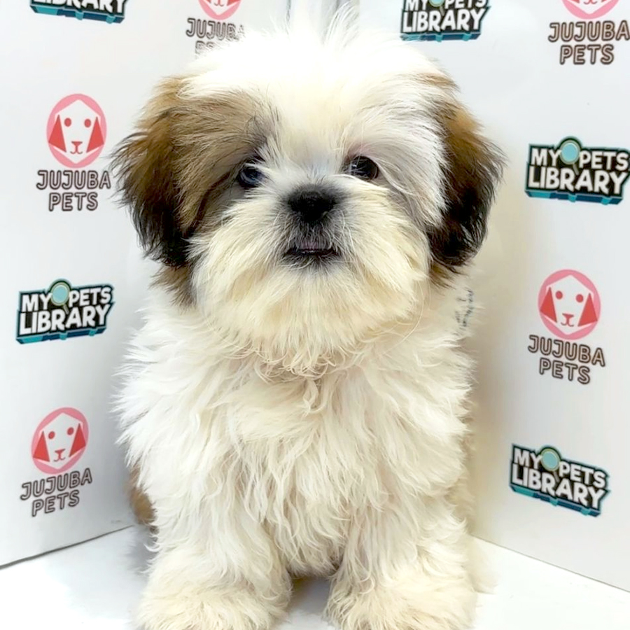Shih Tzu Puppy
