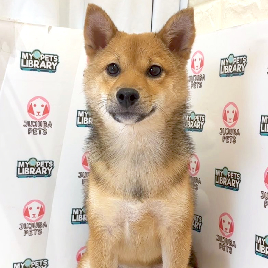 Mame Shiba Inu Puppy