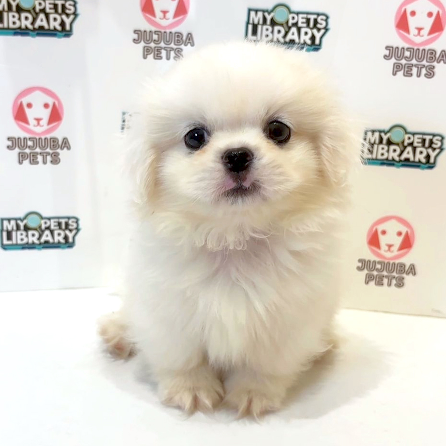 Pekingese Puppy
