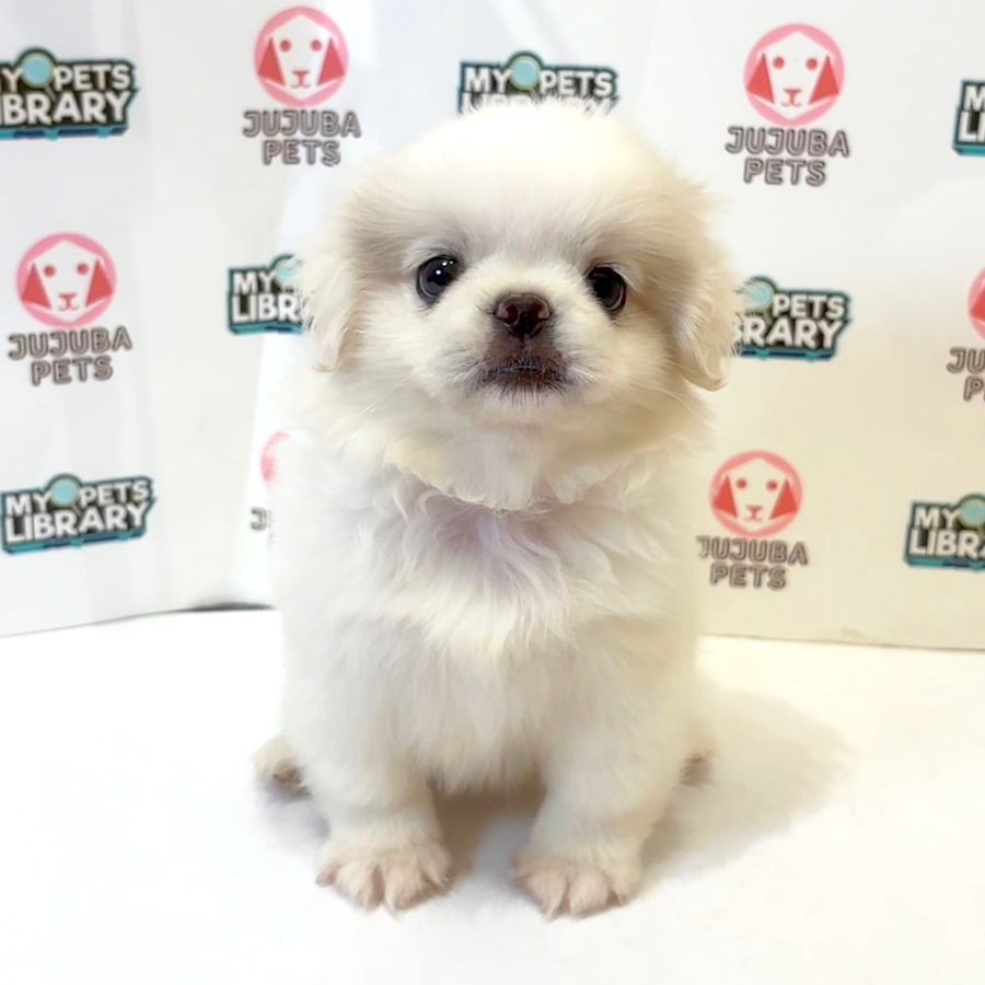 Pekingese Puppy