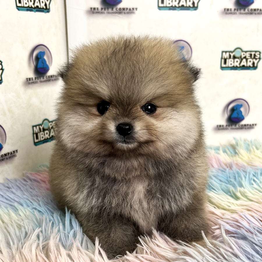 Pomeranian Puppy