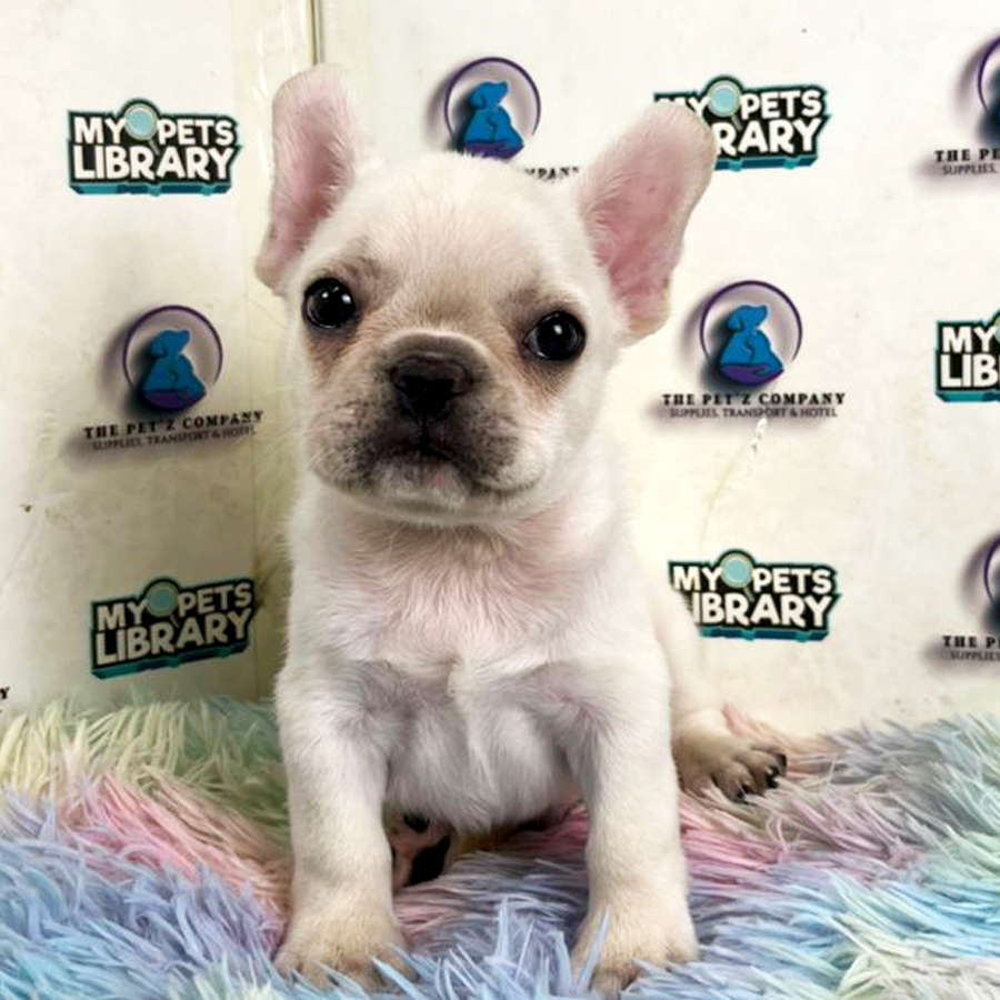 French Bulldog Puppy