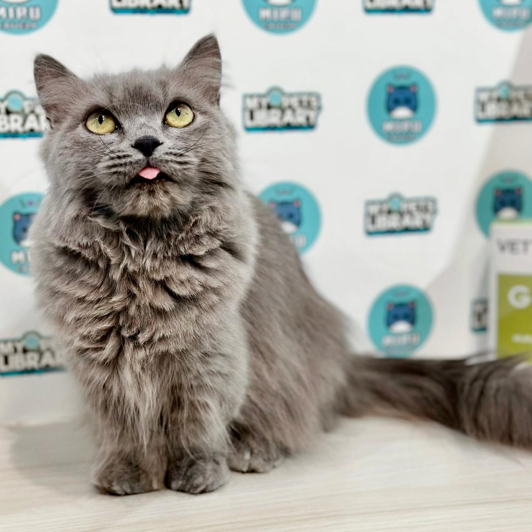 Short Leg Munchkin Longhair Kitten