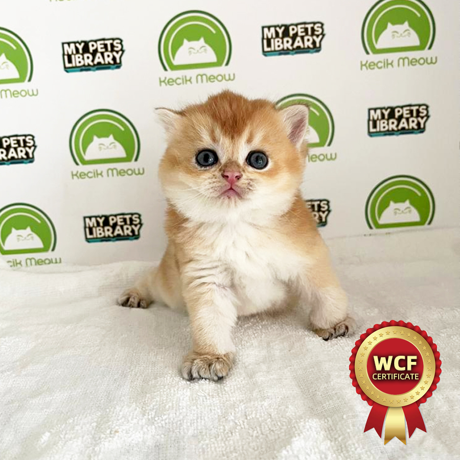 WCF British Shorthair Kitten