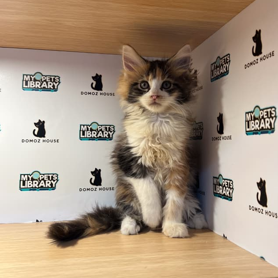 Maine Coon Kitten