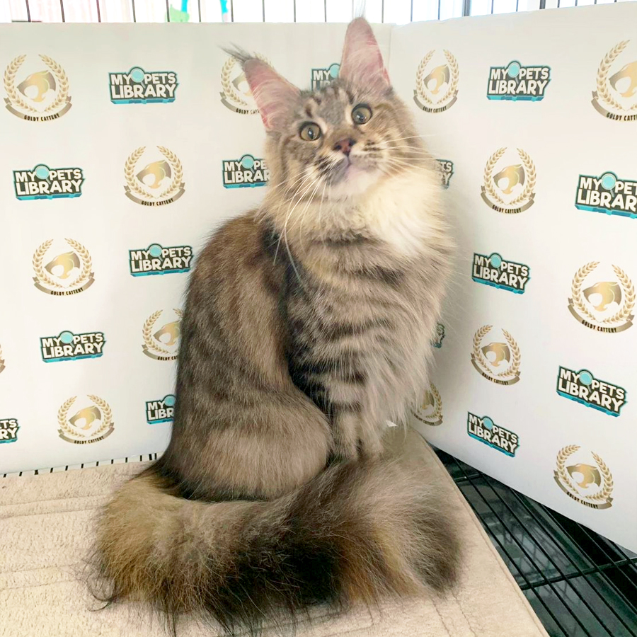 Maine Coon Kitten