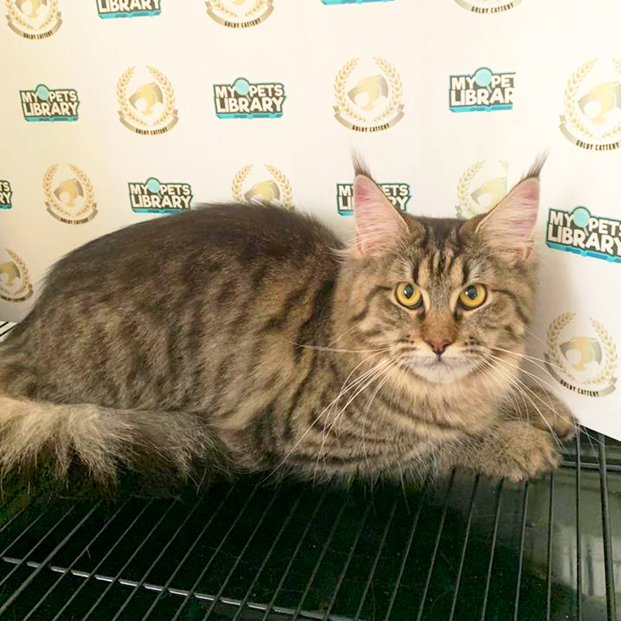 Maine Coon Kitten