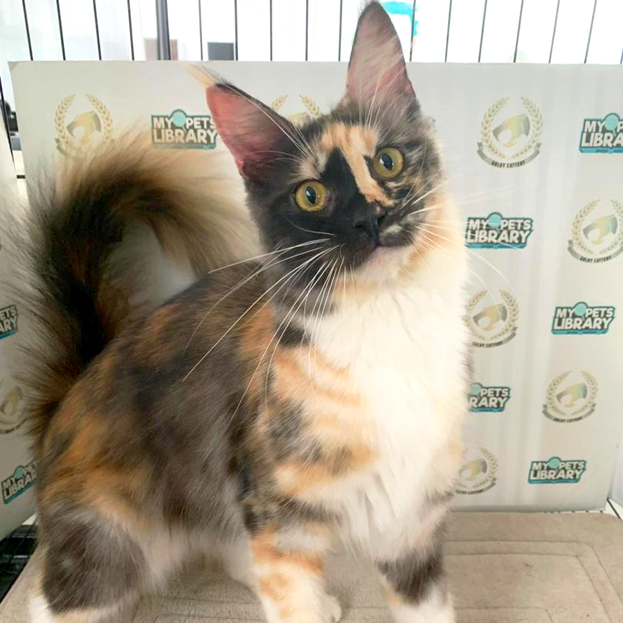 Maine Coon Kitten
