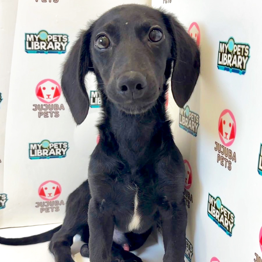 Can anyone confirm if this little guy is a Dachsador? : r/Dachshund, image size:900x900