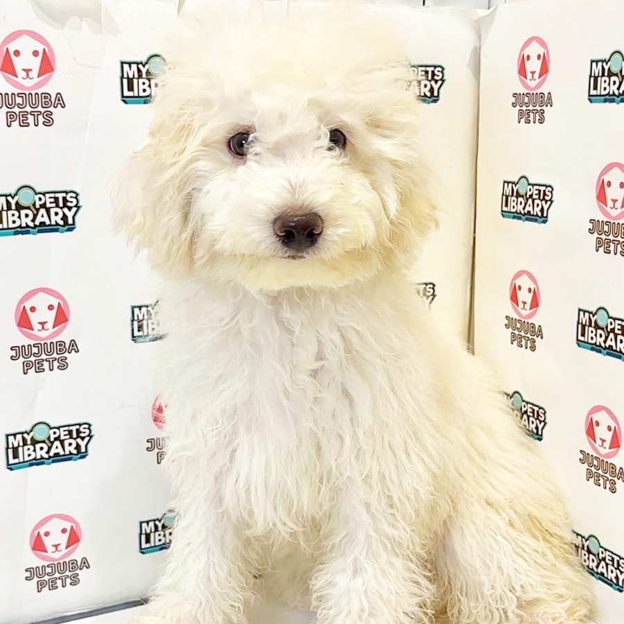 Toy Poodle Puppy