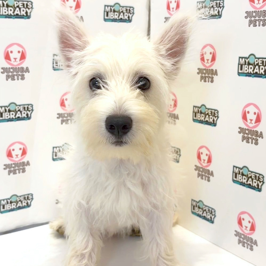 West Highland Terrier Puppy