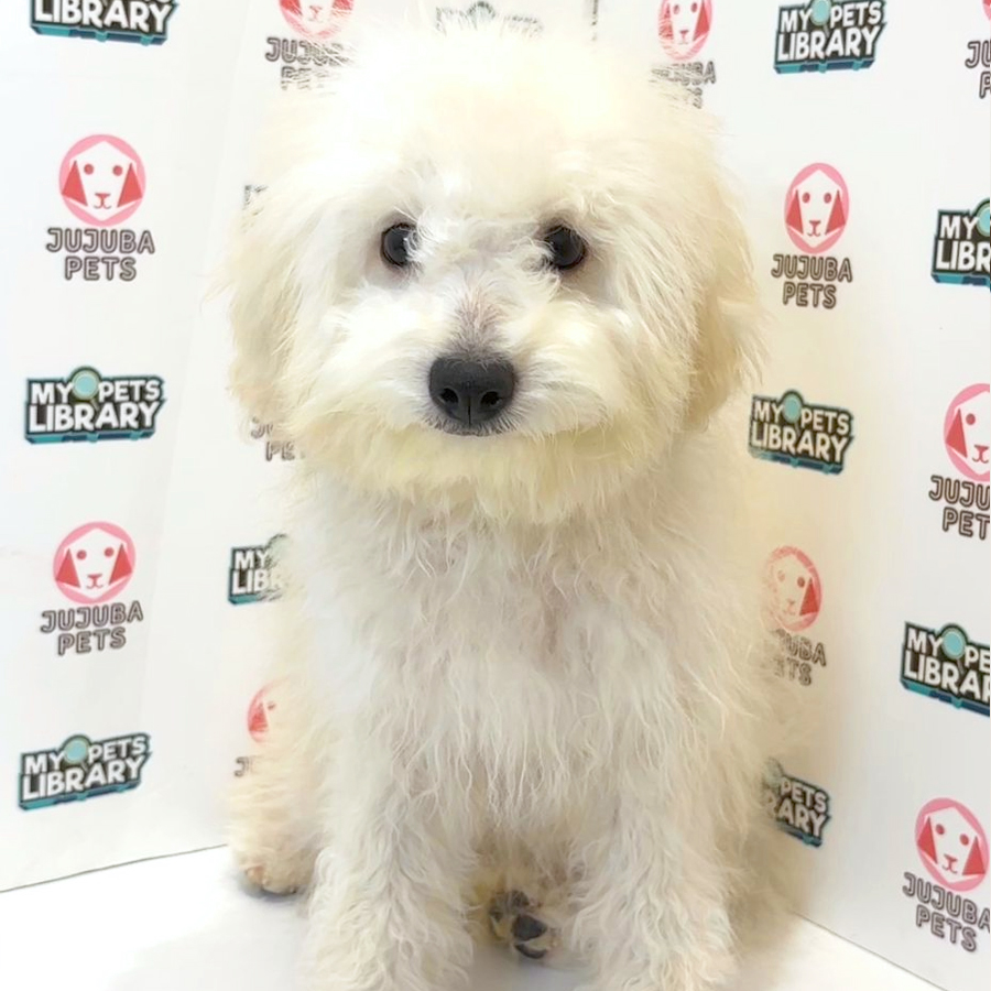 Toy Poodle Puppy