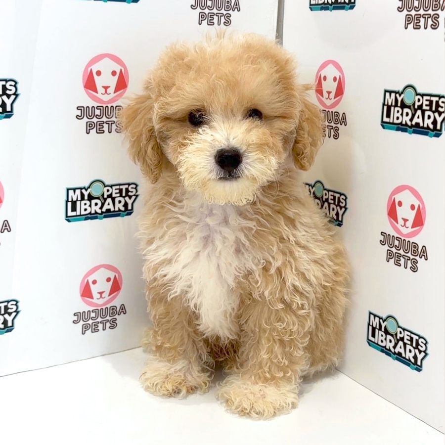 Toy Poodle Puppy