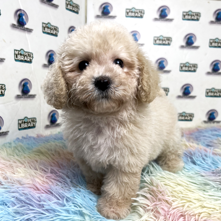 Maltipoo Puppy