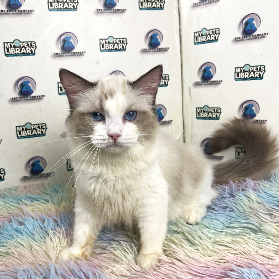 Ragdoll Kitten