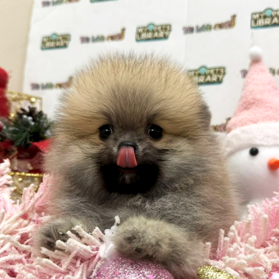 Tiny Pomeranian Puppy
