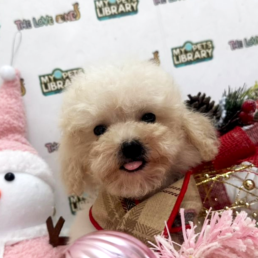 Tiny Poodle Puppy