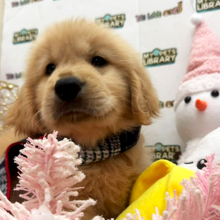 Golden Retriever Puppy