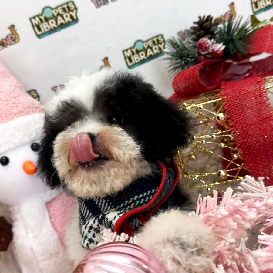 Tiny Poodle Puppy