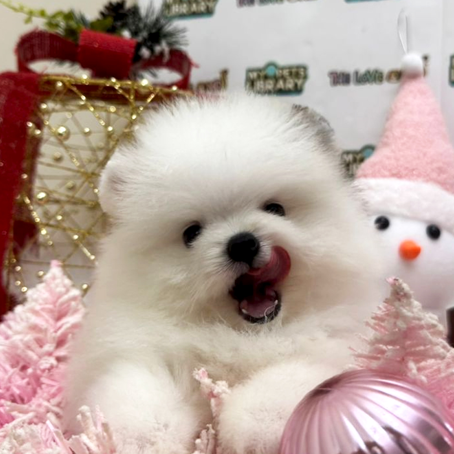 Tiny Pomeranian Puppy