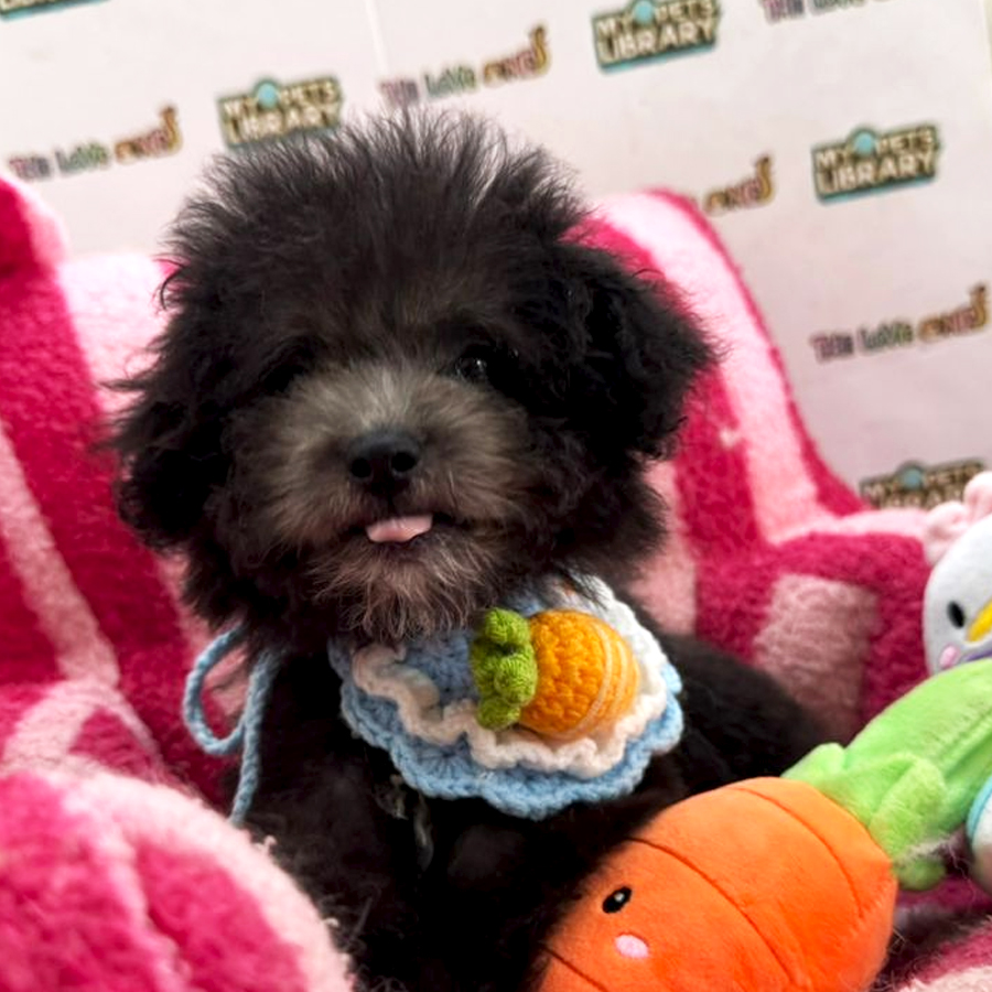 Tiny Poodle Puppy