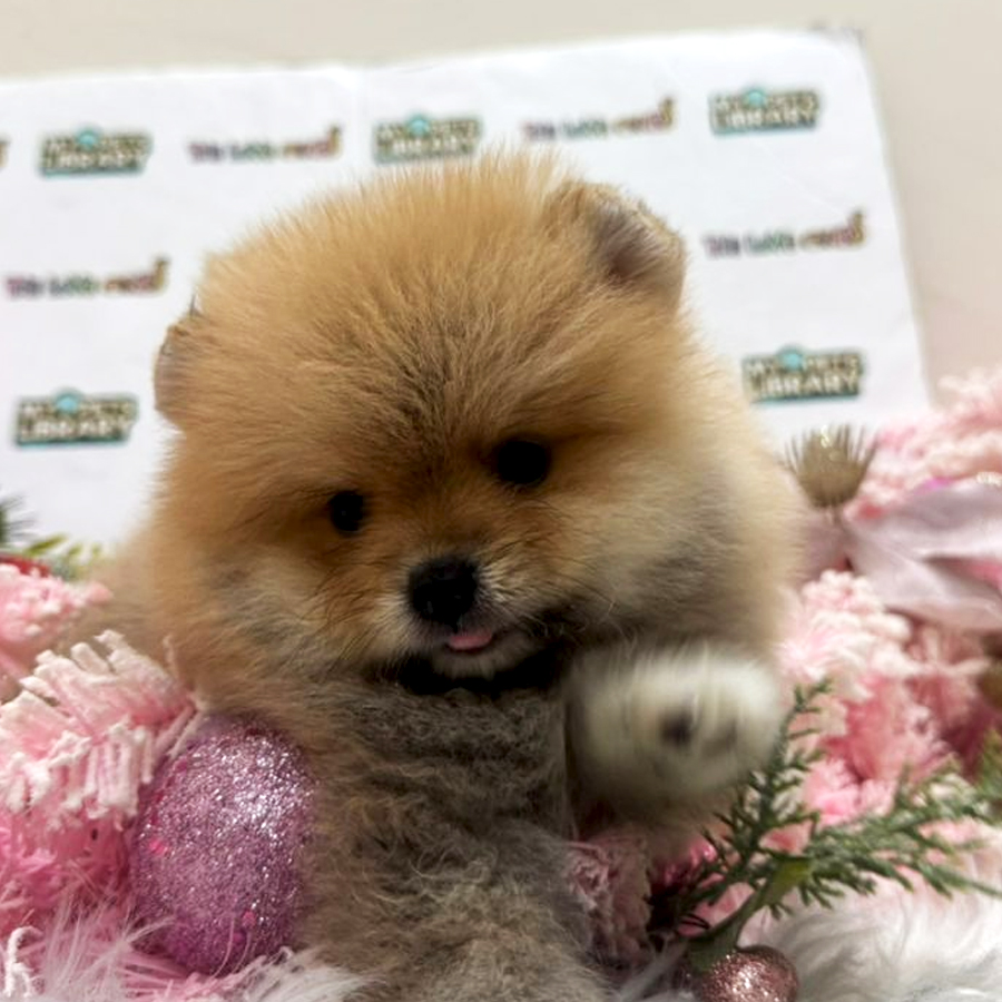 Tiny Pomeranian Puppy