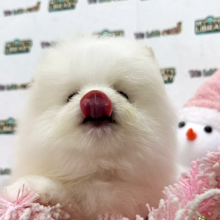 Tiny Pomeranian Puppy