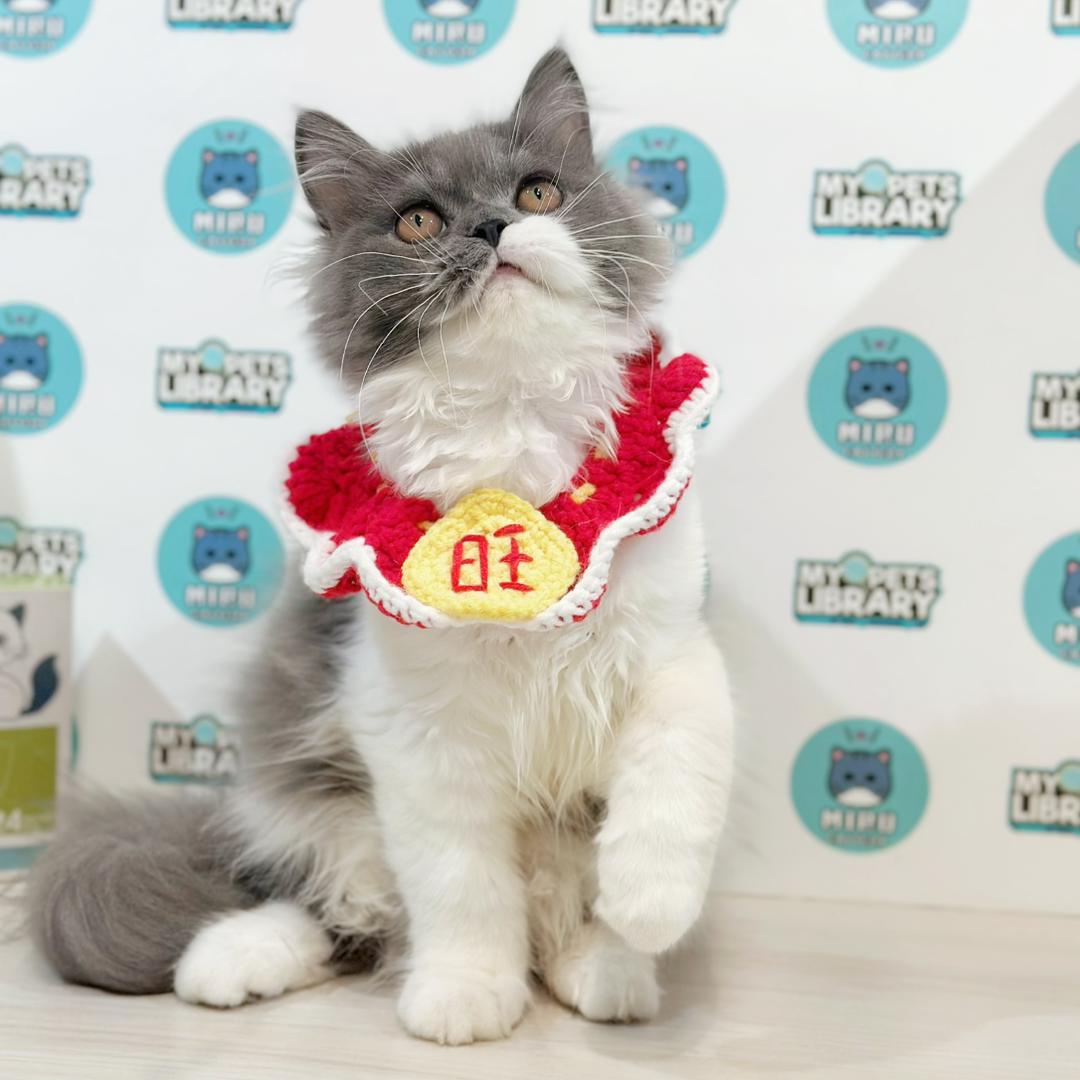 Turkish Angora Persian Kitten