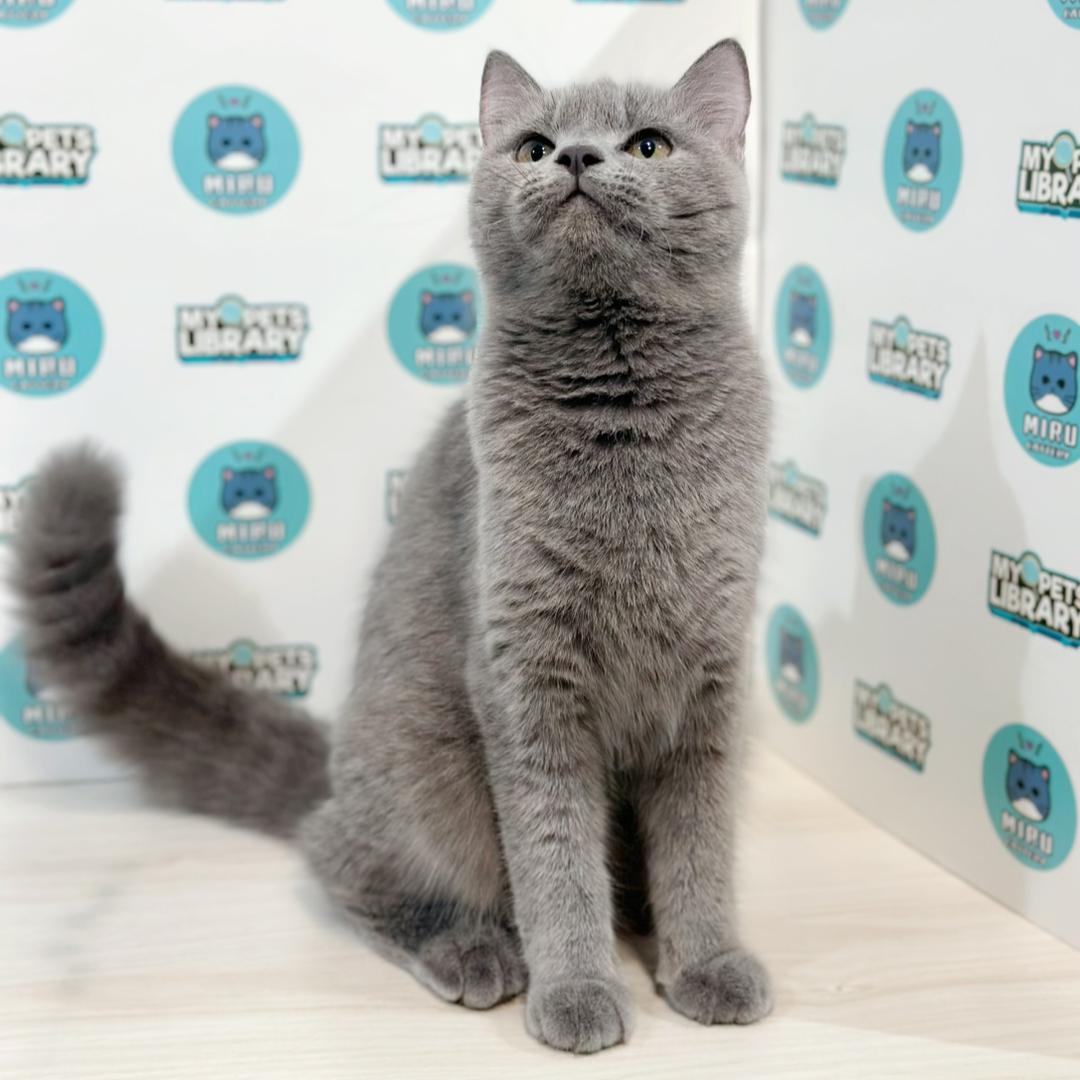 British Shorthair Kitten