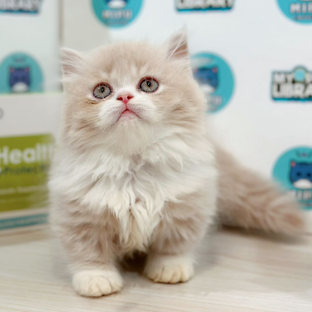 Super Short Minuet Napoleon Kitten