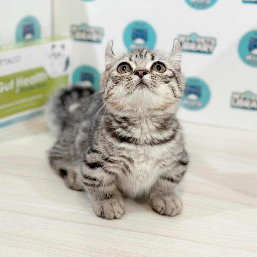 Super Short Munchkin Kinkalow Kitten