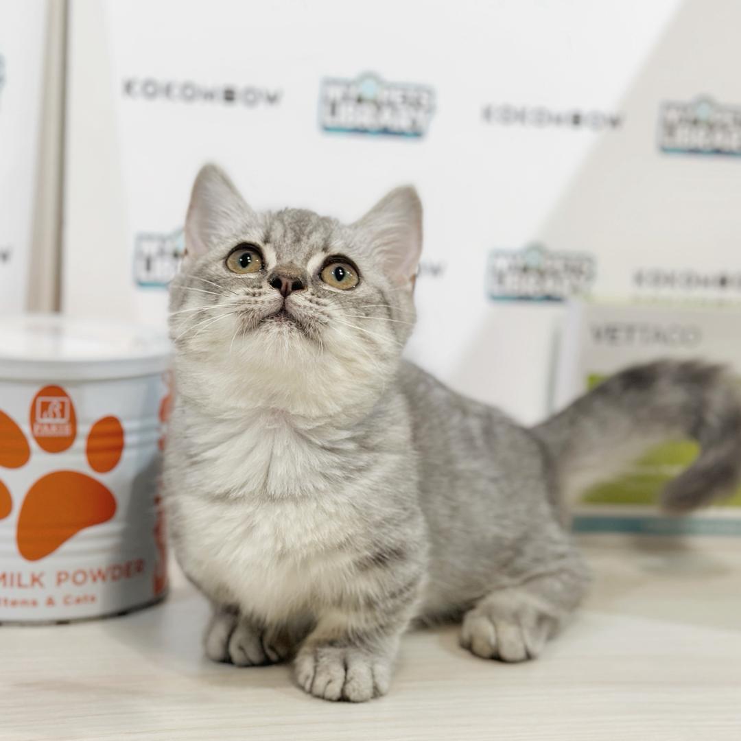 Super Short Munchkin British Shorthair Kitten