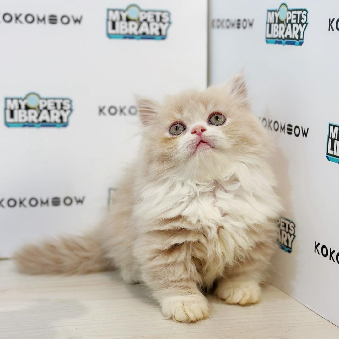 Super Short Minuet Napoleon Kitten